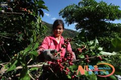 Coffee harvest farmers get rich in Nanping Town, Pu'er Simao District