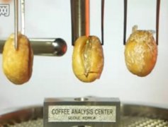 Demonstration of roasting process of boutique coffee