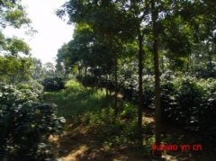 The problem of coffee trees planting knowledge coffee shade trees