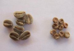 Introduction of boutique coffee beans and coffee varieties Maui Moka