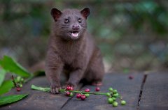 The world's most expensive coffee Indonesian musk Kopi Luwak
