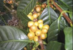 Classification of coffee varieties of coffee beans Pacamara (Pacamara)