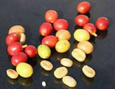 Indonesian National Treasure Coffee Beans Tonaga Coffee Beans