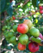 Panamanian Rosa Coffee with better knowledge of Coffee beans than Blue Mountain