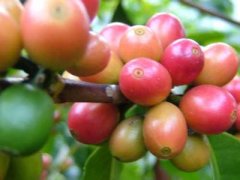 Processing of high-quality coffee beans by wet treatment