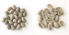 Basic knowledge of boutique coffee beans do coffee beans divide male and female?