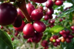 Coffee bean producing area-Oceania-New Guinea (New Guinea)