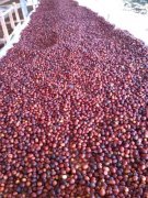 Coffee bean producing areas-Africa-Kenya