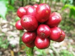 Coffee beans, coffee beans, coffee beans