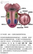 Fine coffee science tells you where to taste the sweet, sour, bitter and salty coffee on your tongue.