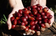 The most common coffee beans grown.