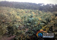 Baisha more than 300,000 jin of coffee beans have not been bought into hot potato coffee farmers are looking for buyers.