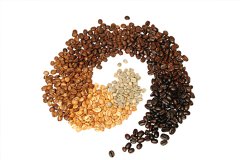 Comparison of flavors between raw coffee beans and ripe beans