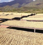 China Coffee Market Yunnan Coffee Wants to Fight for Pricing Power
