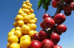 Where is the way for Hainan Coffee Industry to be a High-quality Cultural Brand?