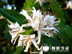 Flowering period of small seed Coffee in Yunnan