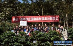 Romantic coffee trip a group of coffee friends adopt coffee trees in Aini Pu 'er coffee garden