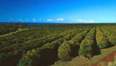 Common sense of Coffee Tree planting