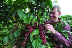 Coffee in China Coffee fragrance in Yunnan (photo)