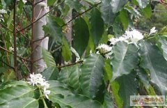 Coffee species Coffee Tree species basic knowledge of Fine Coffee