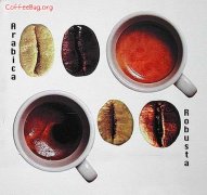 The difference between Arabica and Robusta coffee and coffee beans [figure]