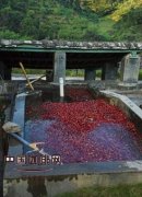 The steps of wet treatment of coffee beans after picking