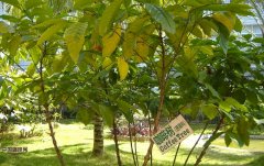 Basic knowledge of boutique coffee the origin of coffee trees