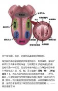 Basic knowledge of sensory training of coffee tasting map of tongue taste area