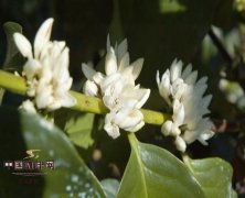 The flowering aroma of coffee fruit the source of real caffeine aroma.