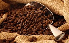 Coffee bean selection method manual selection of 