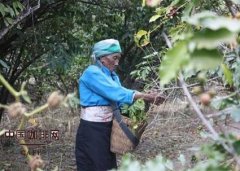 History of Coffee planting knowledge of Coffee Tree cultivation