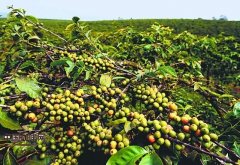 Common sense of Coffee planting requirements and conditions of Coffee trees