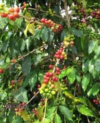 Basic knowledge of boutique coffee varieties of coffee trees