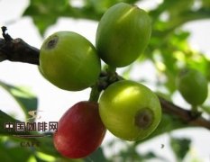 History of Coffee Development in China