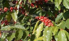 Introduction to the types of coffee beans tell me about the types of coffee