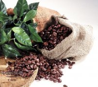 What are the main producing areas of coffee? where coffee beans are produced?