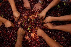Coffee fragrance from Pu'er the cooperation between the Chinese Academy of Sciences and the Chinese Academy of Sciences helps the development of coffee industry.