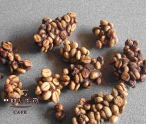 The Development of Coffee Coffee the Foundation of Kopi Luwak