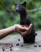 The principle of civet Coffee in the process of making Kopi Luwak