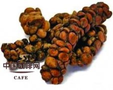 The making process of Kopi Luwak the principle of Muscat Coffee