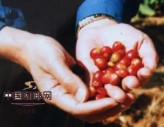 The Story of Fine Coffee Culture Red Coffee and Green Coffee