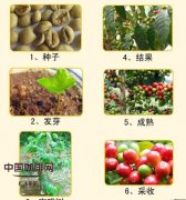 Planting conditions of Coffee trees what conditions do you need to grow coffee trees