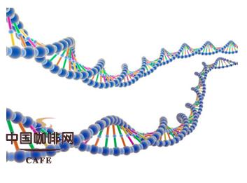 研究表明咖啡能够影响肌肉中的DNA