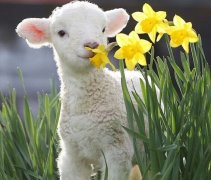 Auspicious Korean coffee shop in the year of the Goat is doing brisk business because of raising lambs.