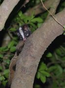 Masked palm civet Coffee and Kopi Luwak in Yunnan