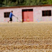 Boutique Coffee Science: general knowledge about coffee beans, cooked beans and growing beans