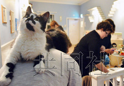 Cat Cafe becomes popular in Europe Japanese media say that 