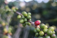 The planting of bourbon Coffee Tree, the original species of Coffee