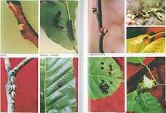 Common Coffee Diseases and pests in Coffee cultivation and Control methods