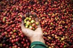 Coffee bean production an introduction to coffee production areas around the world